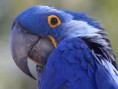 /album/photogallery/parrot-jpg/
