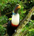 /album/photogallery/toucan-jpg/